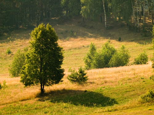 Wczytywanie Obrazu...