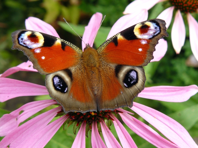 Wczytywanie Obrazu...