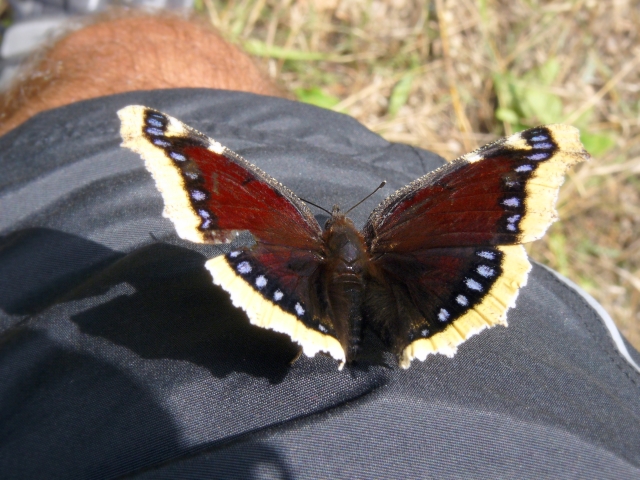 Wczytywanie Obrazu...