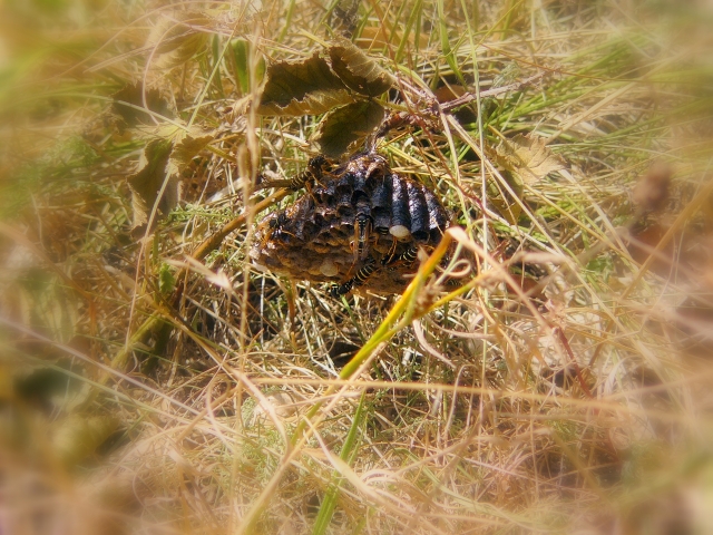 Wczytywanie Obrazu...