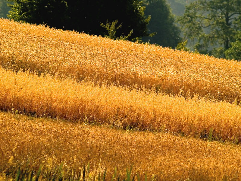 Wczytywanie Obrazu...