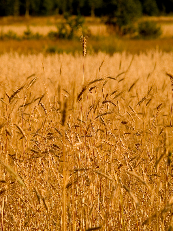 Wczytywanie Obrazu...