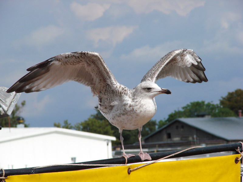Wczytywanie Obrazu...