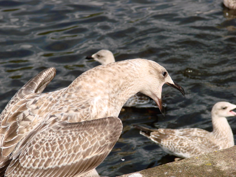 Wczytywanie Obrazu...