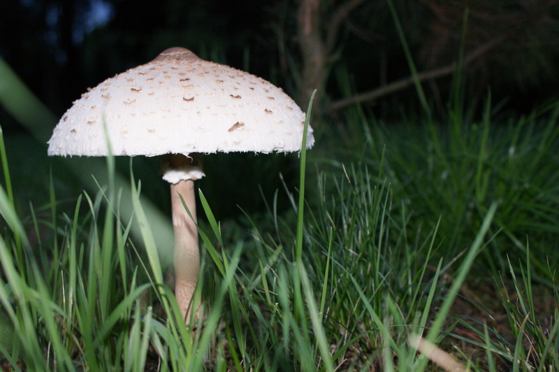 Wczytywanie Obrazu...