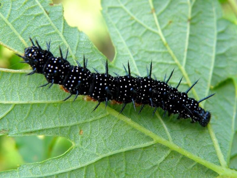 Wczytywanie Obrazu...