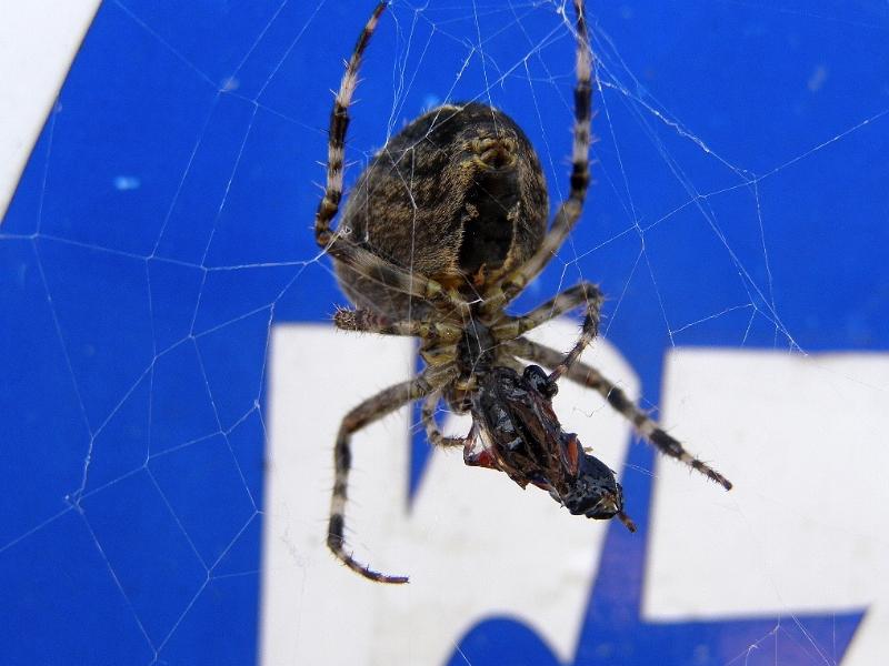 Wczytywanie Obrazu...