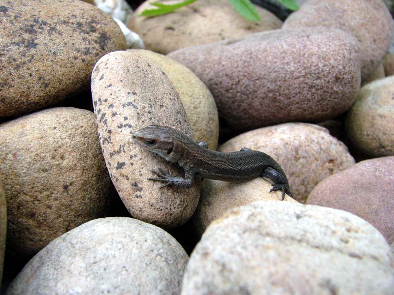 Wczytywanie Obrazu...