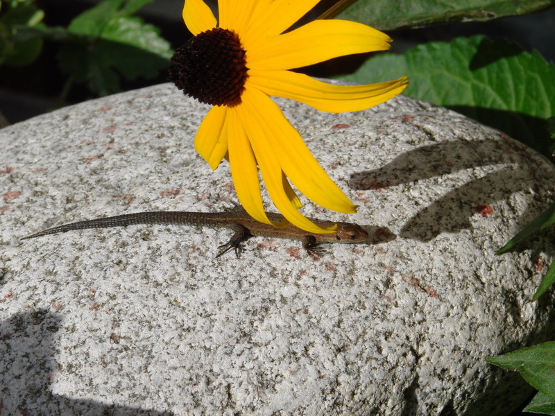 Wczytywanie Obrazu...