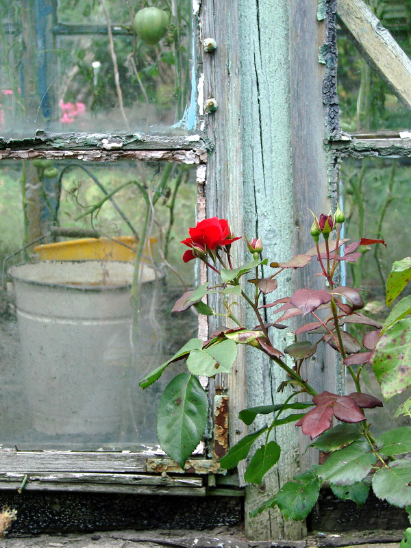 Wczytywanie Obrazu...