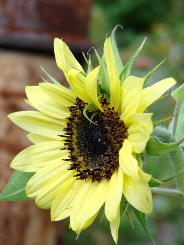 Wczytywanie Obrazu...