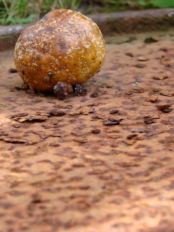 Wczytywanie Obrazu...