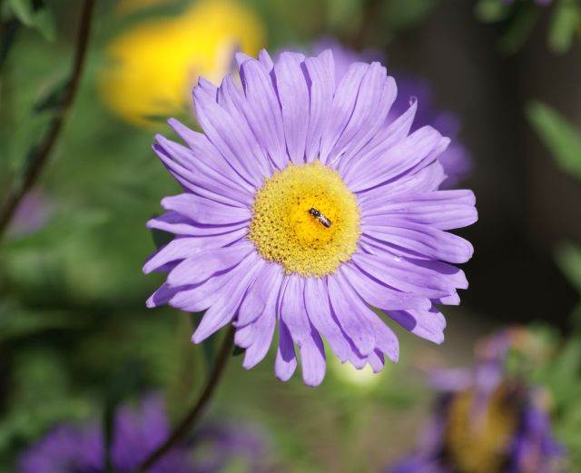 Wczytywanie Obrazu...