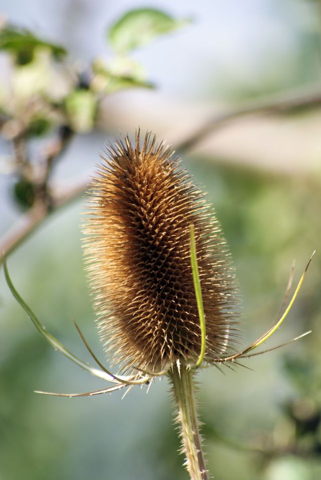 Wczytywanie Obrazu...