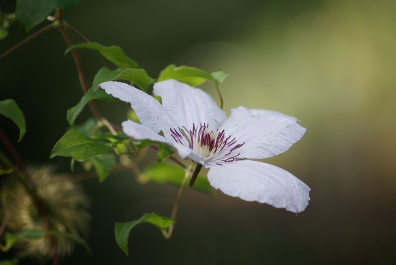 Wczytywanie Obrazu...