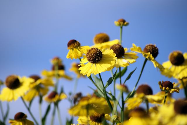 Wczytywanie Obrazu...