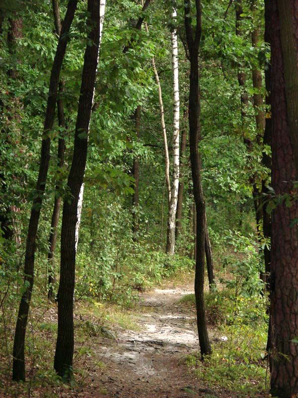 Wczytywanie Obrazu...