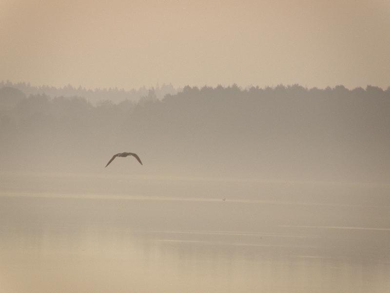 Wczytywanie Obrazu...