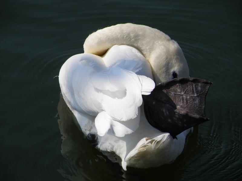 Wczytywanie Obrazu...