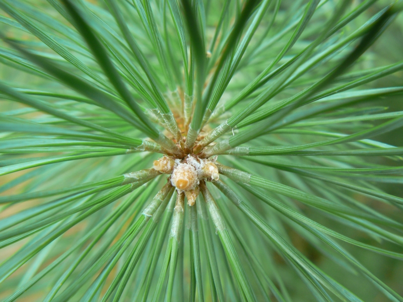 Wczytywanie Obrazu...