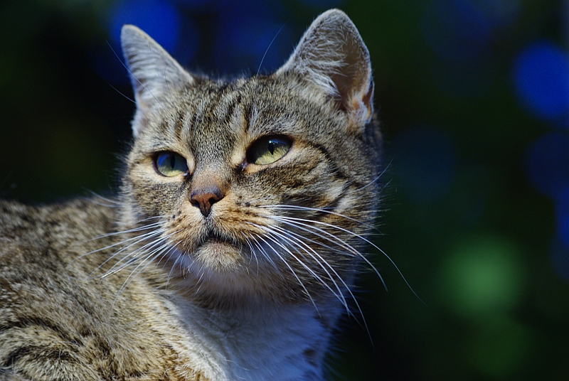 Wczytywanie Obrazu...