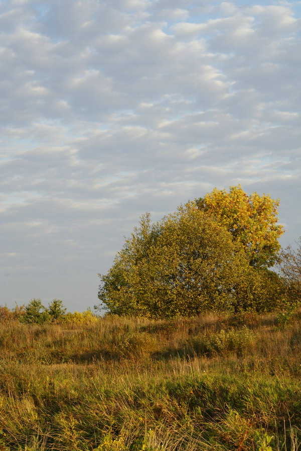 Wczytywanie Obrazu...