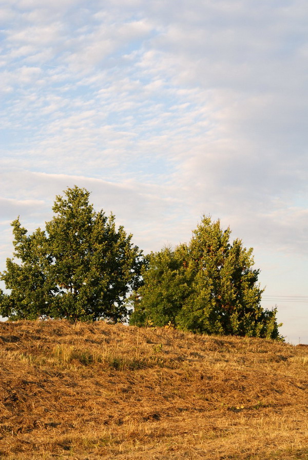 Wczytywanie Obrazu...