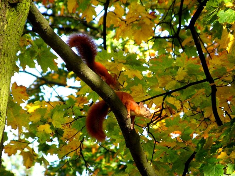 Wczytywanie Obrazu...