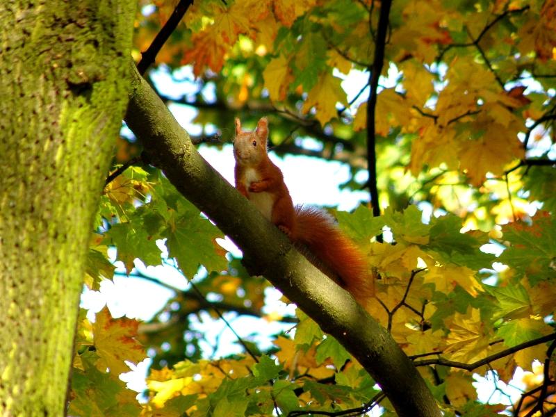 Wczytywanie Obrazu...