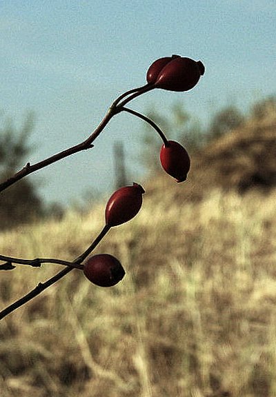 Wczytywanie Obrazu...