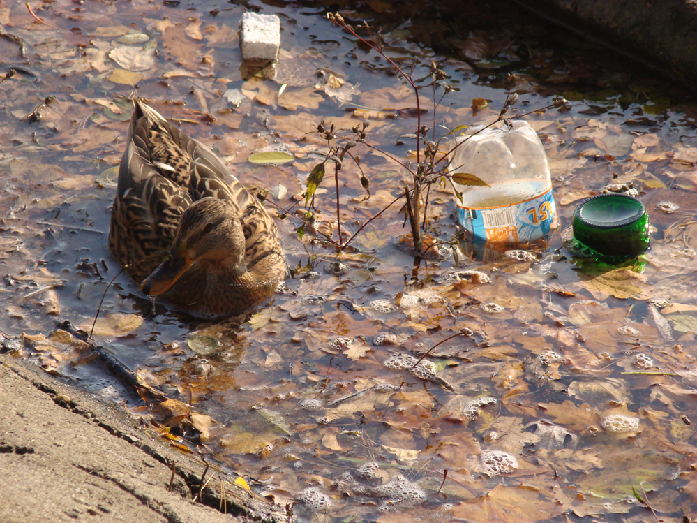 Wczytywanie Obrazu...