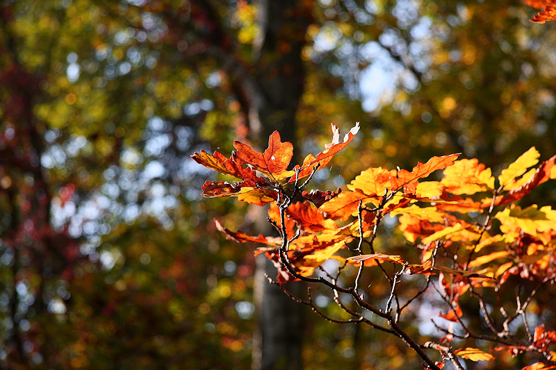 Wczytywanie Obrazu...