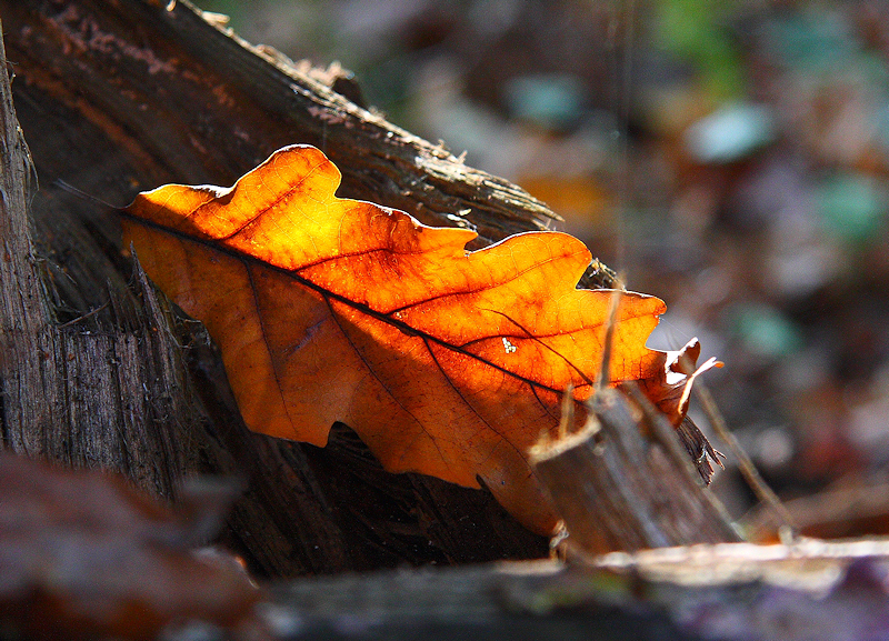 Wczytywanie Obrazu...