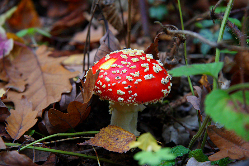 Wczytywanie Obrazu...