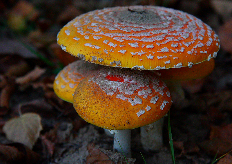 Wczytywanie Obrazu...