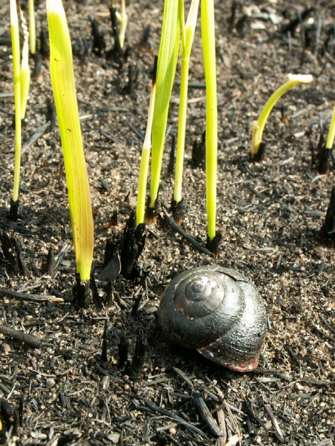 Wczytywanie Obrazu...