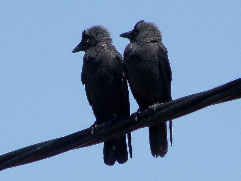 Wczytywanie Obrazu...