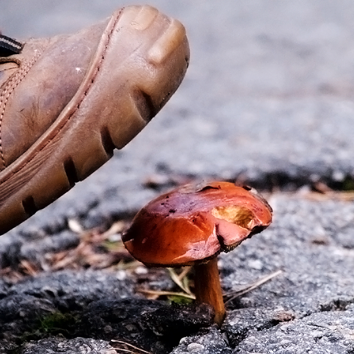 Wczytywanie Obrazu...