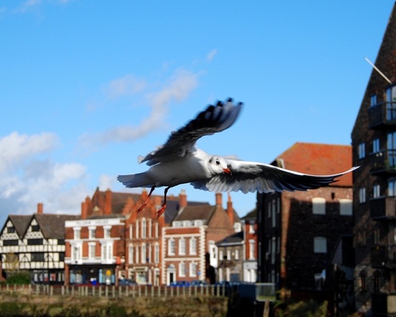 Wczytywanie Obrazu...