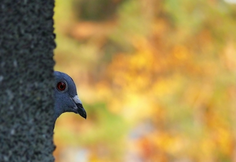 Wczytywanie Obrazu...