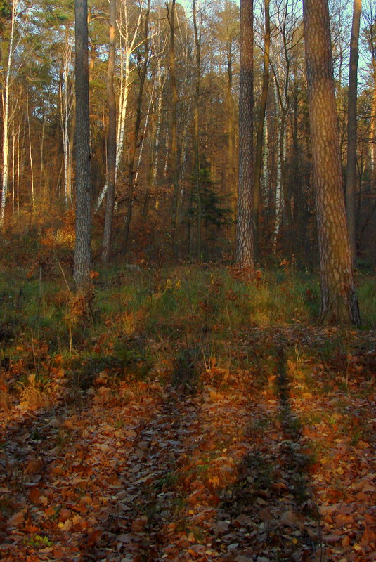 Wczytywanie Obrazu...