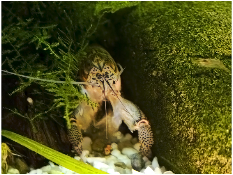 Wczytywanie Obrazu...