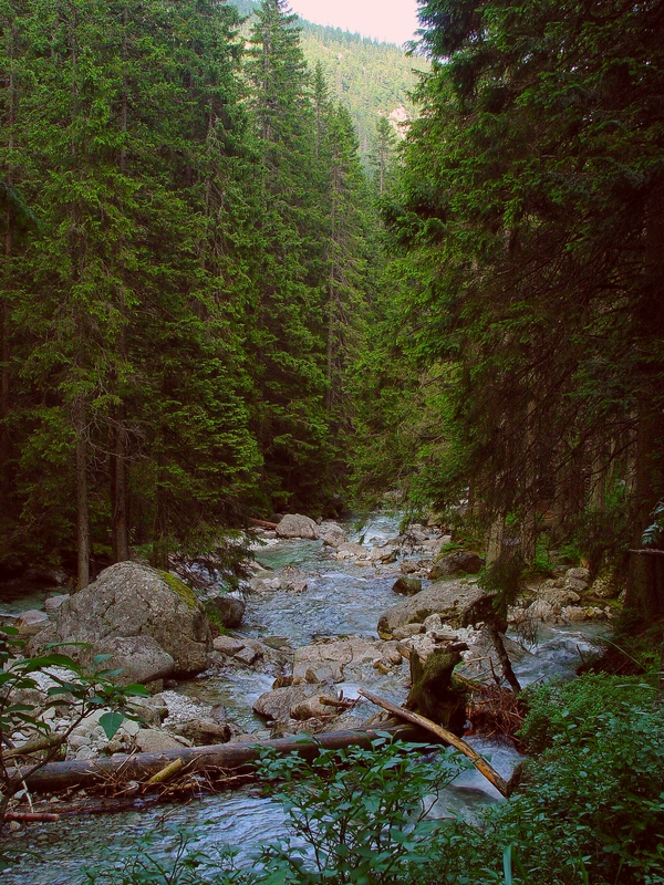 Wczytywanie Obrazu...