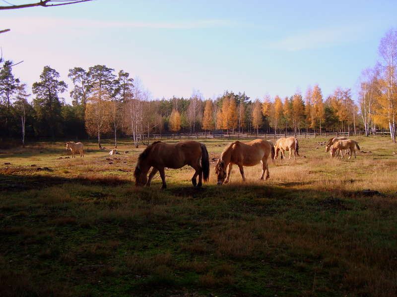 Wczytywanie Obrazu...