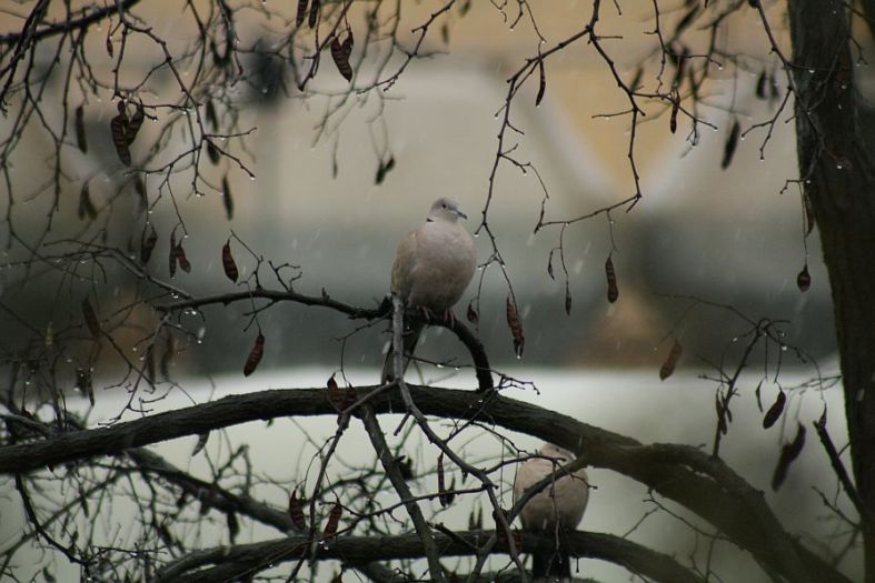 Wczytywanie Obrazu...