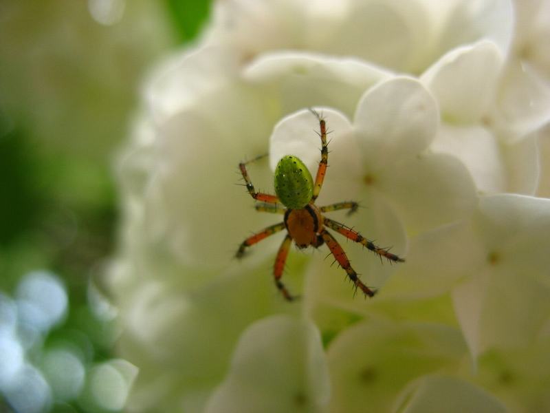 Wczytywanie Obrazu...