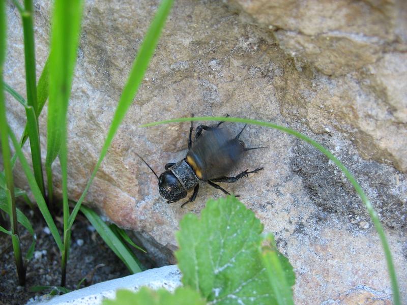 Wczytywanie Obrazu...