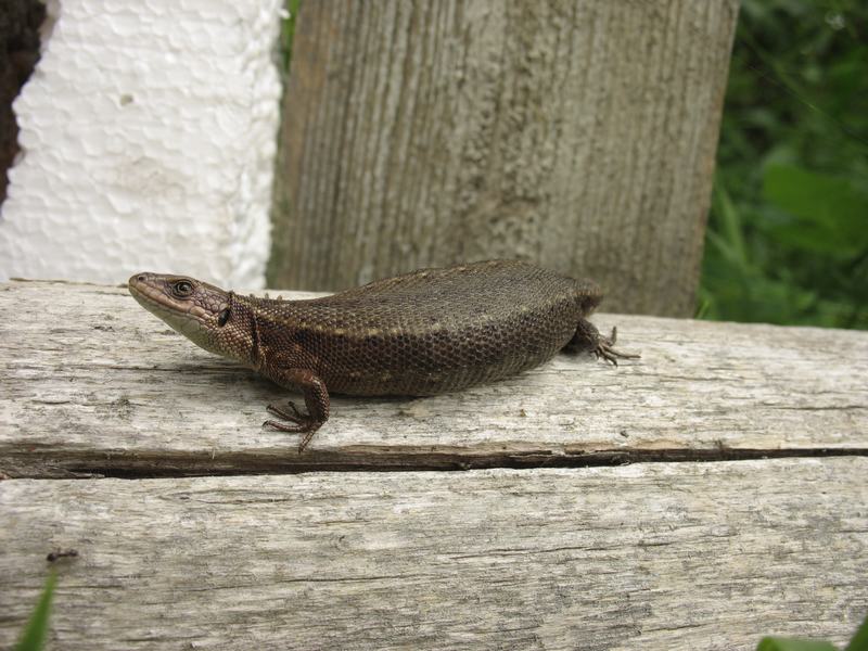 Wczytywanie Obrazu...