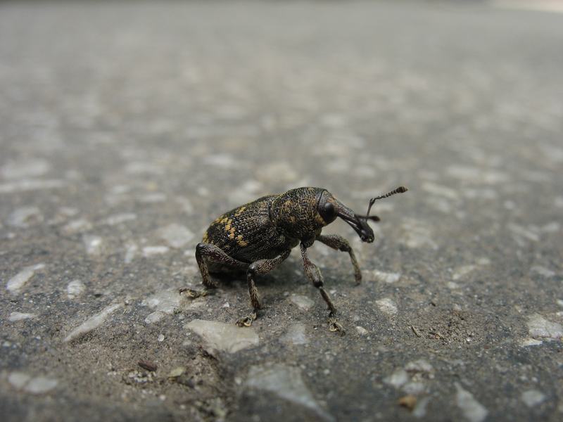 Wczytywanie Obrazu...