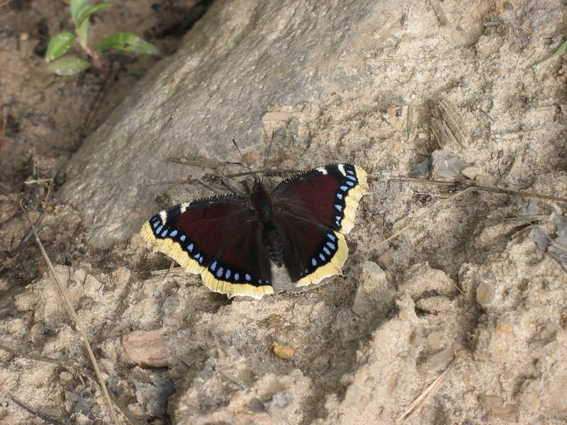 Wczytywanie Obrazu...